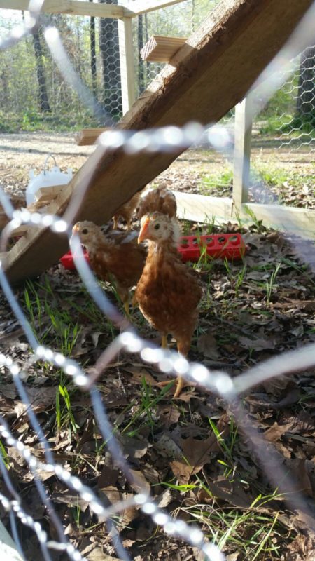 A baby chicken just starting to grow some feathers.